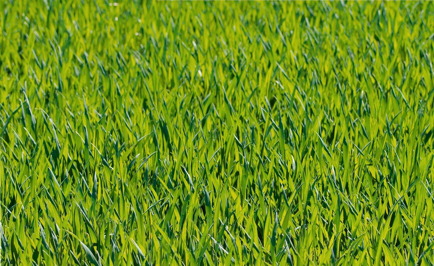 Thick, healthy green lawn after renovation