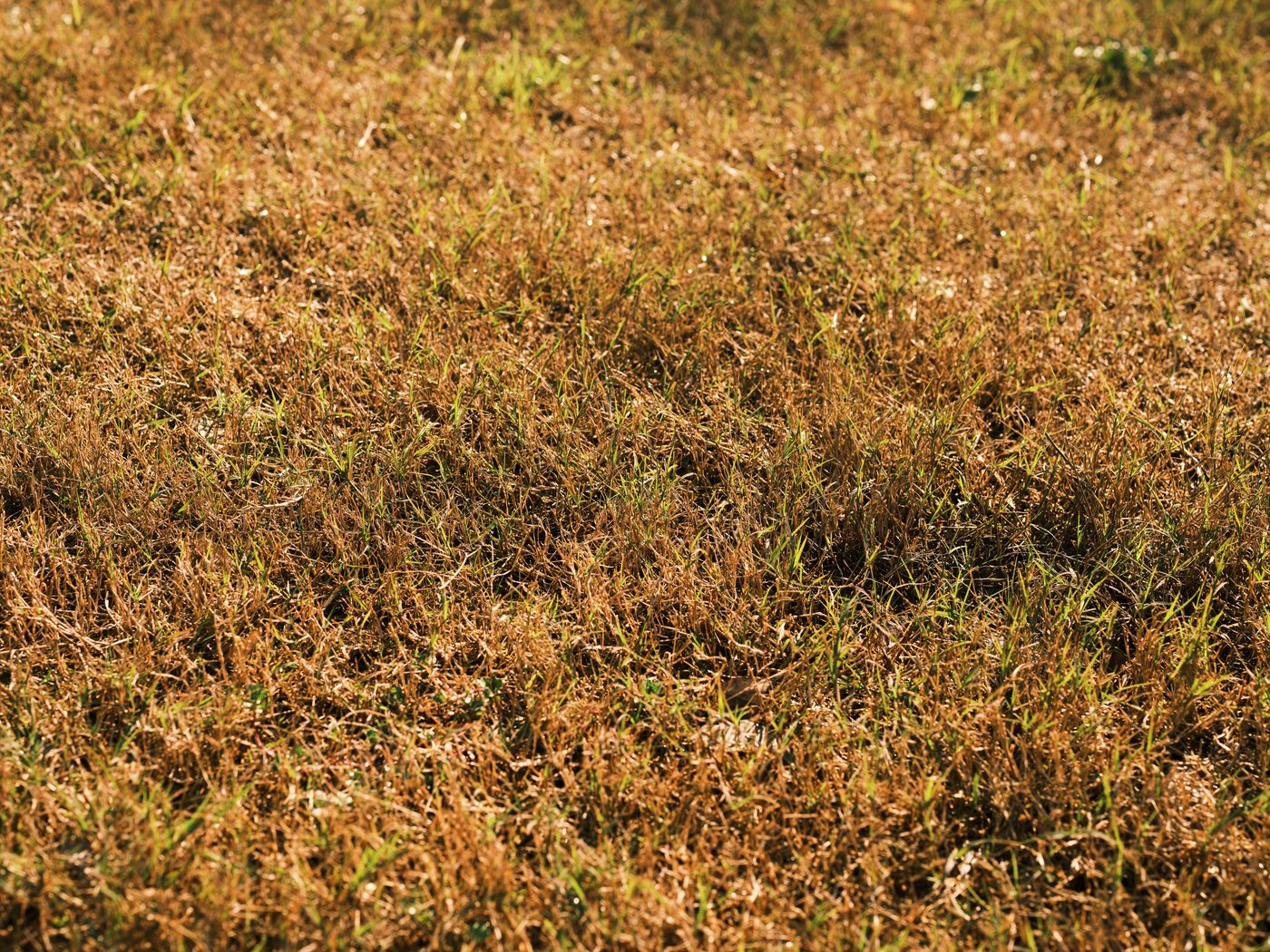 Dry, patchy brown lawn before renovation