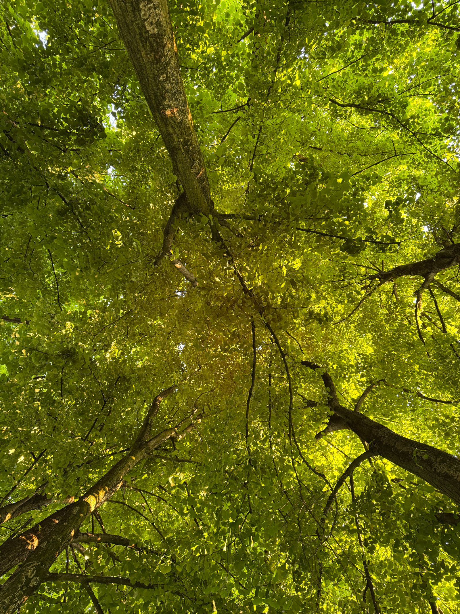 Looking up into a dense green tree canopy