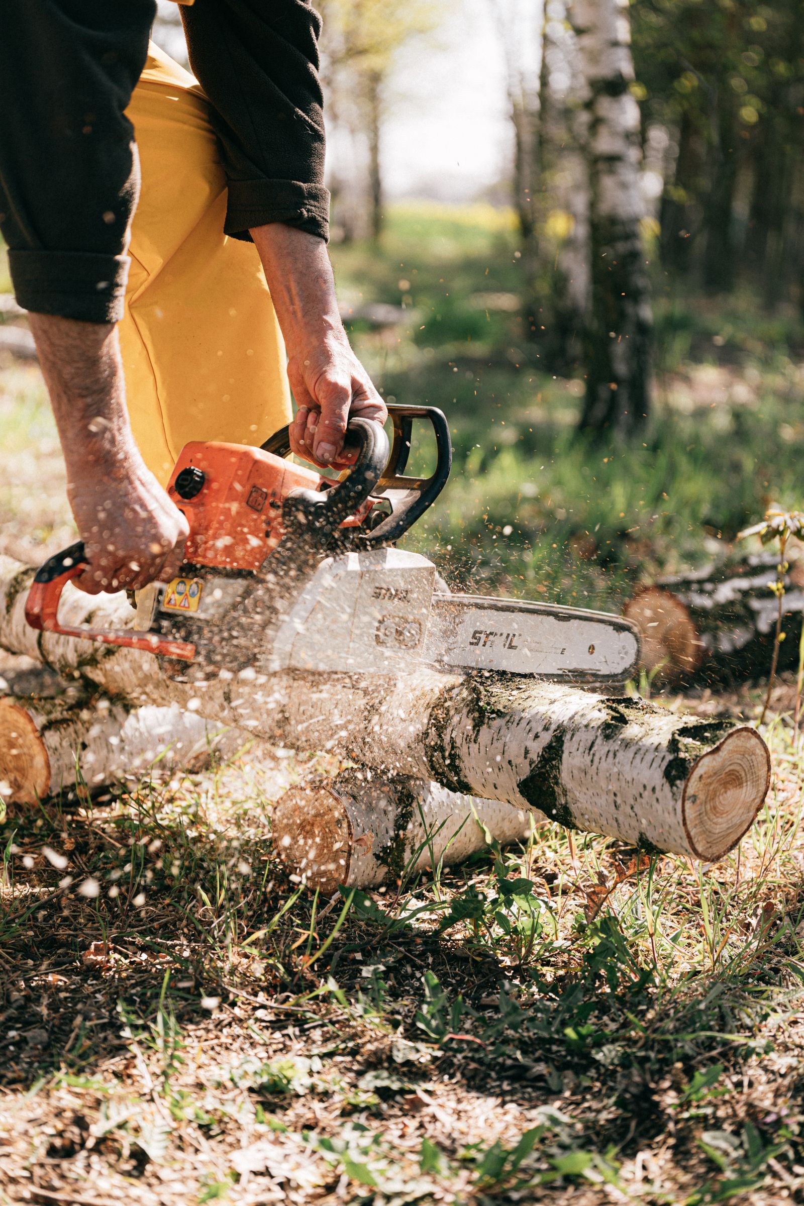 Chainsaw cutting through a felled tree trunk