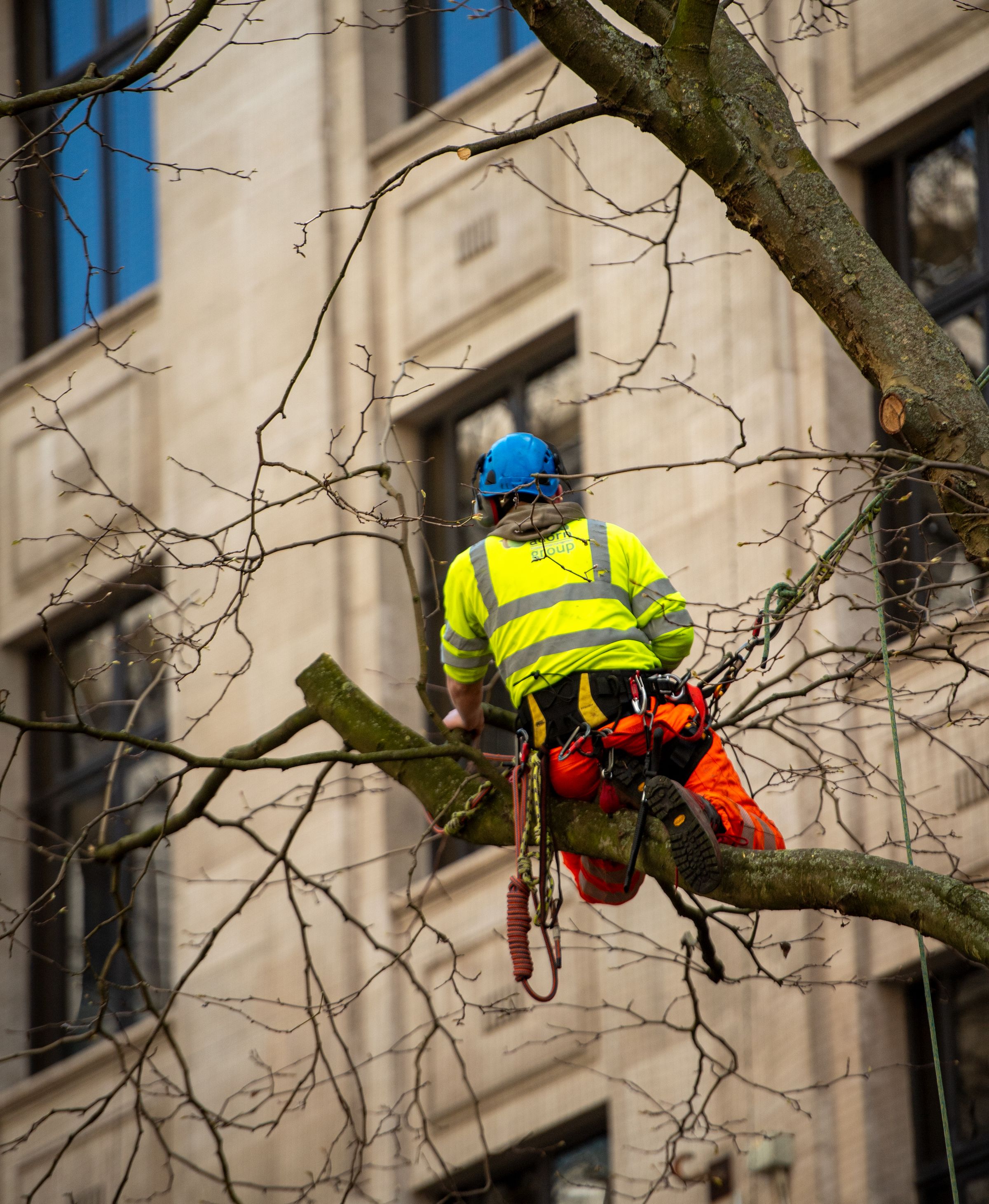 Tree feller in harness and helmet cutting branches high in a tree
