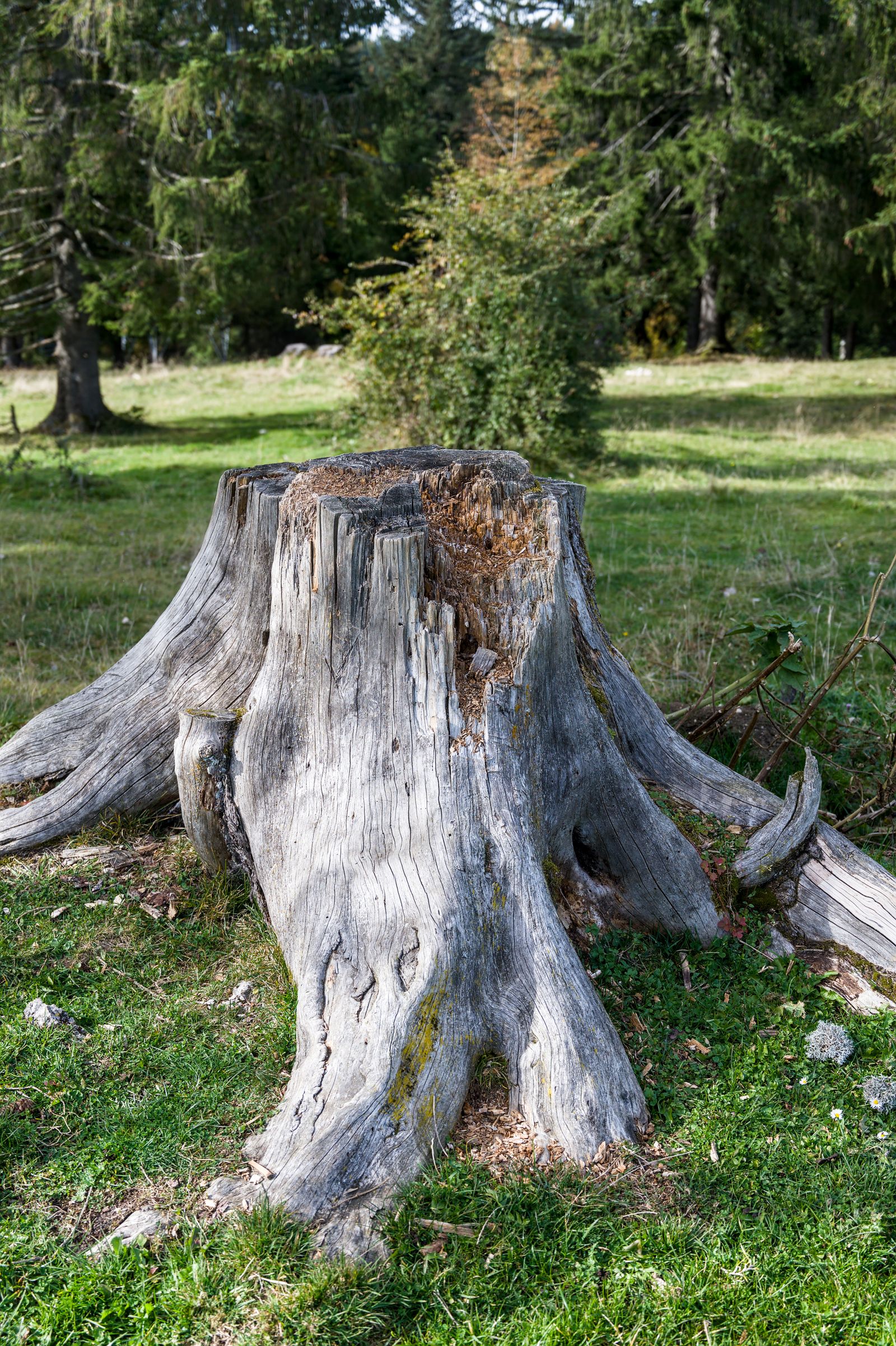 Old tree stump on a grassy lawn