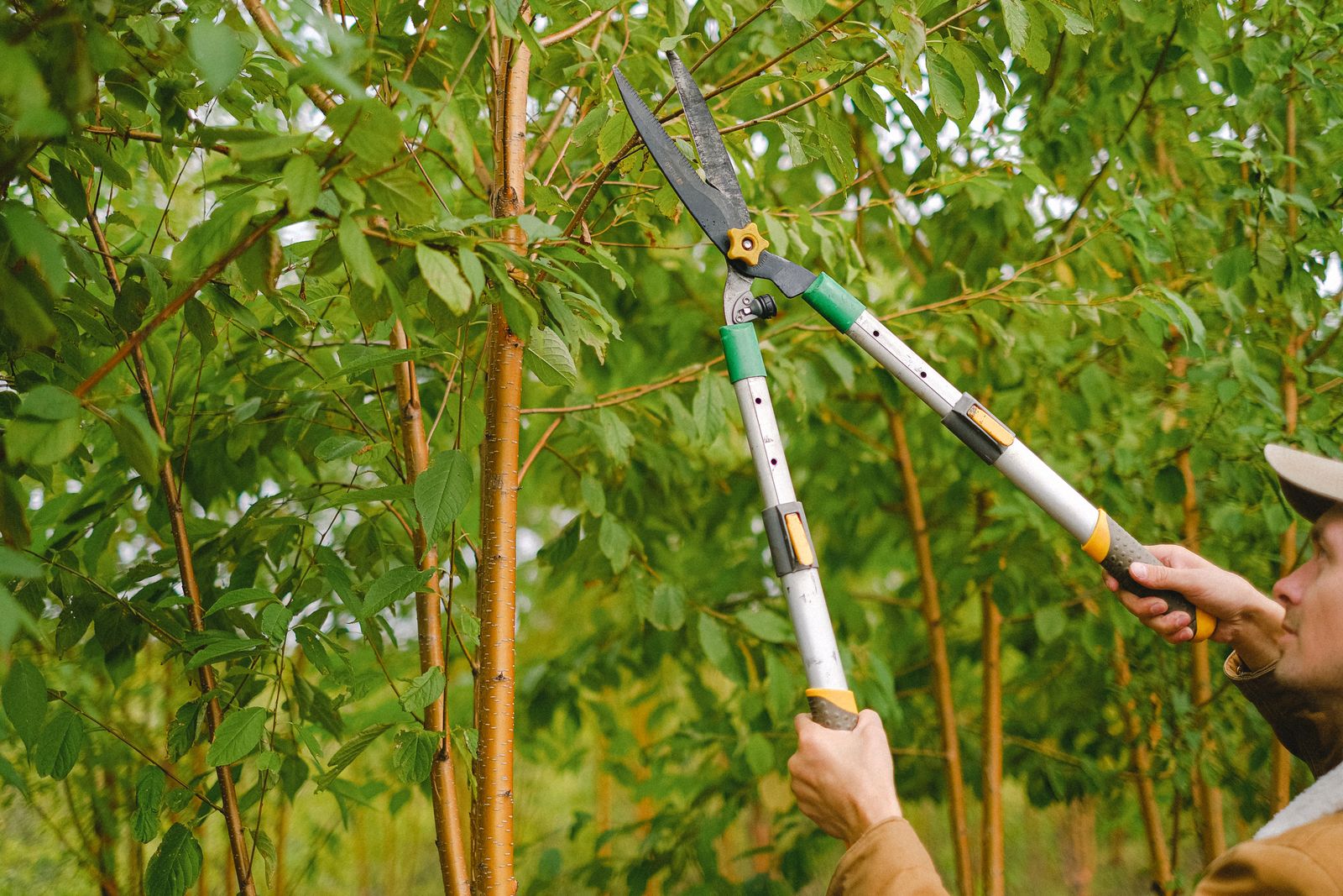 Gardener cutting branches from a tree